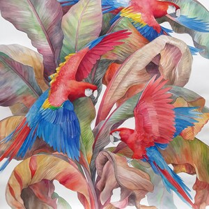 Scarlet Macaws Watercolor Bird Giclée  Painting Print