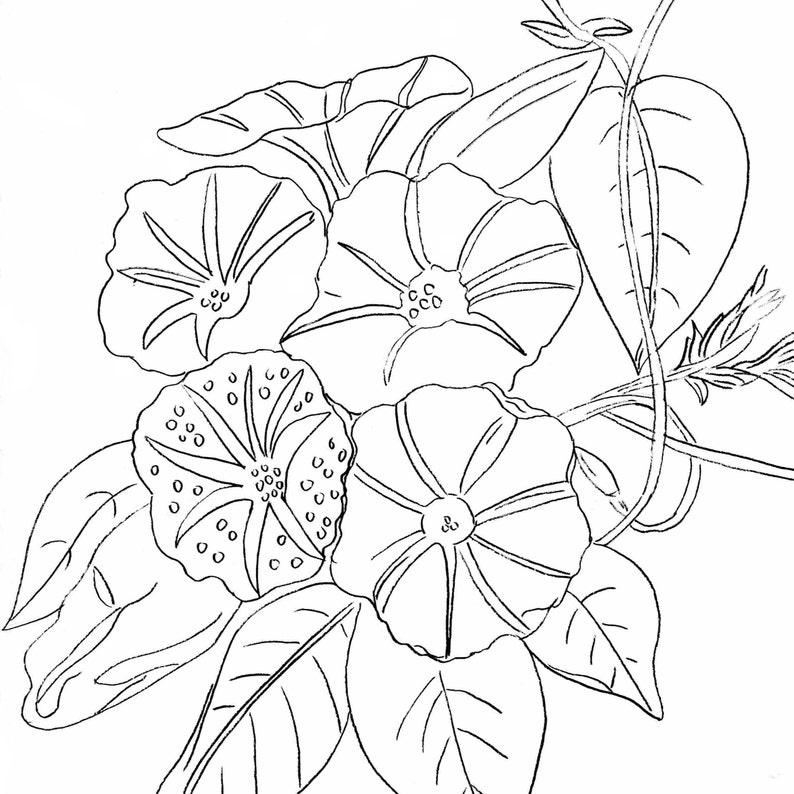 A black and white line drawing of a cluster of morning glory flowers with leaves and vines. The flowers are in bloom and have a delicate, intricate design.