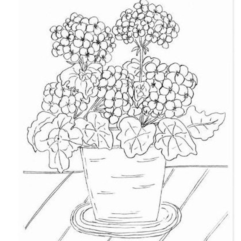 A black and white line drawing of a potted geranium plant with white flowers. The plant is in a white pot with a decorative rim. The plant has large leaves and is in a pot on a wooden surface.