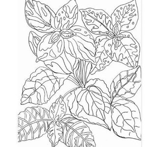 A black and white line drawing of a Coleus plant with large, intricate leaves. The leaves are arranged in a cluster, with some overlapping and others extending outwards. The drawing is detailed and intricate, with many fine lines and curves.
