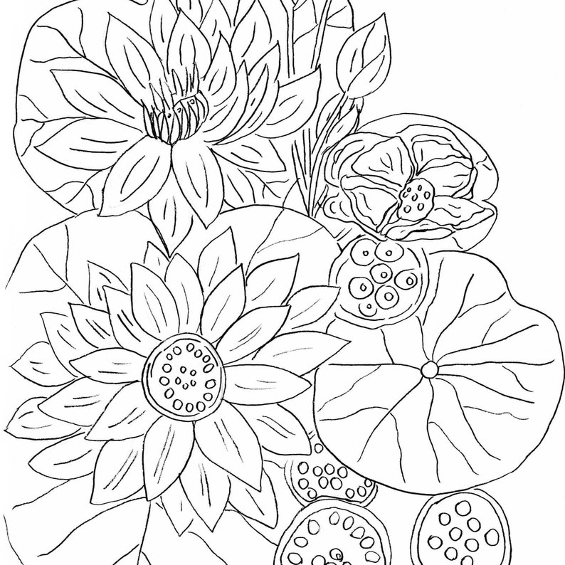 A black and white line drawing of lotus flowers and leaves. The flowers have multiple petals and a center circle with smaller circles inside. The leaves are large and round with veins. There are also several seed pods with small circles inside.
