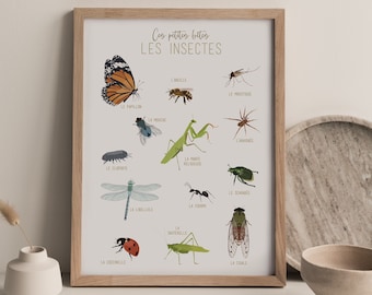 Affiche imagier insectes, A4, A3, illustration, affiche éducative