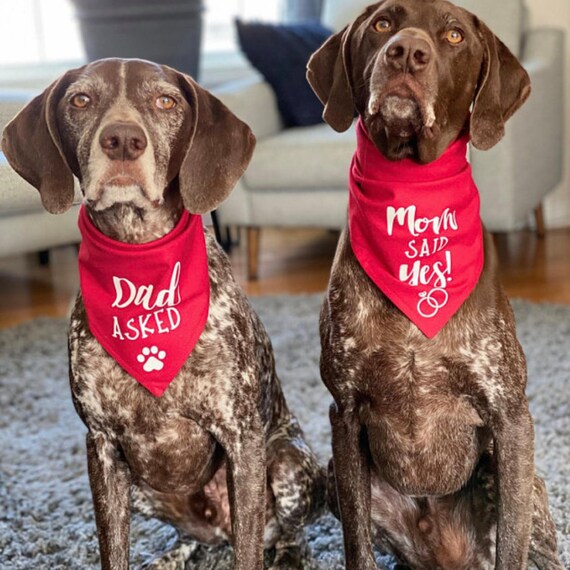 Engagement dog bandana cheap