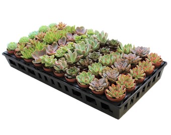 mini succulent baby shower favors