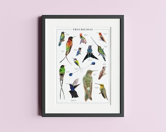 Hummingbirds animal Poster, taxonomy illustration of Birds in A4 and A3 sizes