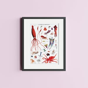 Kopffüßer Tier Poster - Tintenfisch und Oktopus Illustration Druck - Erhältlich in hochwertigen A4 und A3 für die Wandkunst