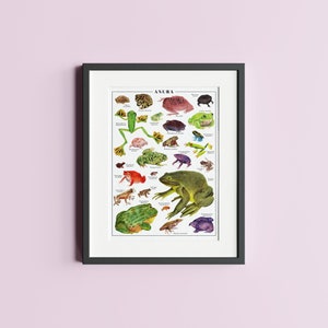 May include: A framed illustration of various frogs and toads, labelled with their scientific names. The title of the illustration is "ANURA".