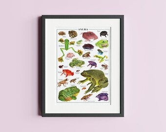Frogs and toads animal poster - Taxonomy A4 and A3 print for wall decoration