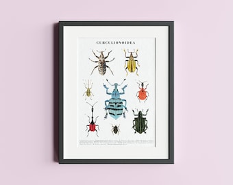 Weevil Beetles Illustration Poster: Curculionoidea Print (A4)