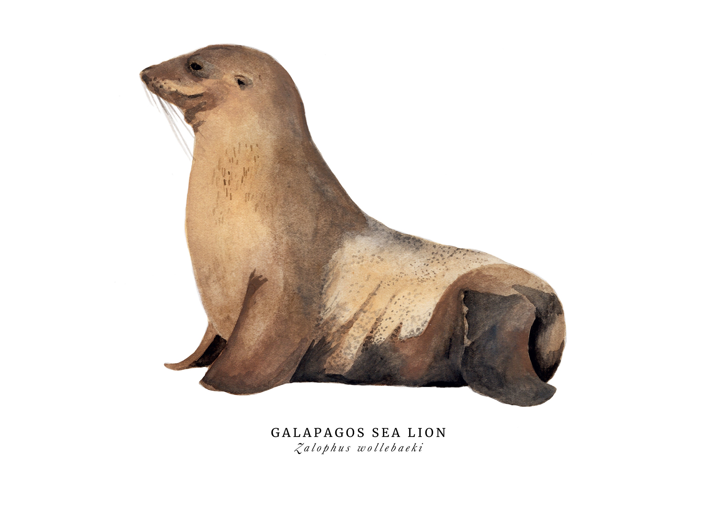 Sea lion Print Galapagos sea lion Sea lion Illustrations | Etsy