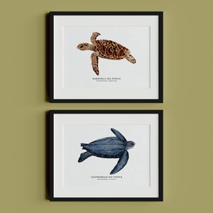 Stampe di tartarughe, mare, illustrazioni di tartarughe, natura, animali, illustrazione, biglietto, A5, A6 - Arredamento per la casa per beneficenza