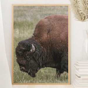 Dziki bizon wydruk fotograficzny | Bizon, wystrój zachodni, sztuka ścienna w stylu western, wydruk Yellowstone, wystrój pokoju dziecięcego