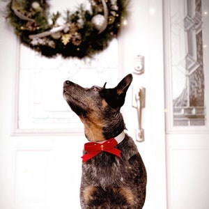 Könnte beinhalten: Ein Hund mit roter Fliege und weißem Kragen steht vor einer weißen Tür mit einem Weihnachtskranz. Der Hund hat ein gesprenkeltes Fell aus Schwarz, Braun und Tan. Der Kranz ist mit Tannenzapfen, Kugeln und Grünzeug geschmückt.