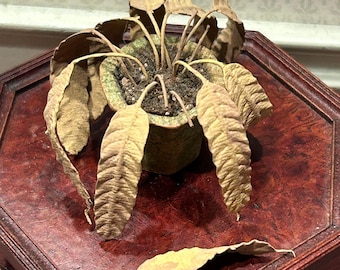 Dollhouse Miniature 1:12 Dead Plant Haunted Dollhouse IGMA OOAK Neglect