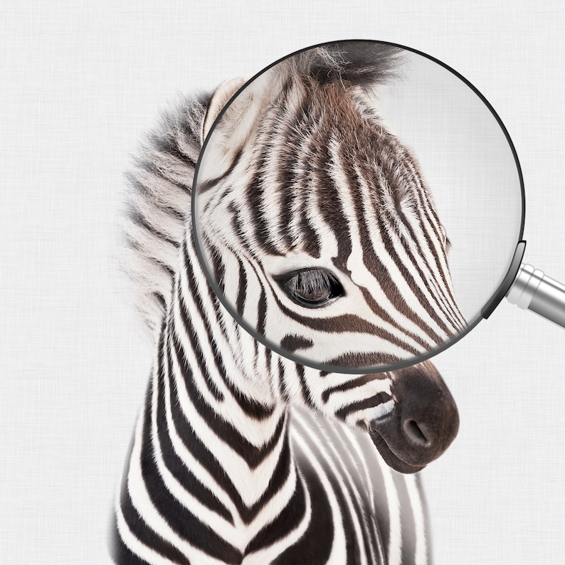 May include: Close-up of a zebra's face with black and white stripes. A magnifying glass is over the zebra's eye, highlighting the detail of the stripes.