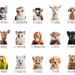 May include: A collection of 15 animal portraits on a white background. The animals include a kitten, kookaburra, lemur, llama, meerkat, moose, opossum, orangutan, otter, panther, parrot, polar fox, puma, puppy, and quokka. Each image has a number and animal name.
