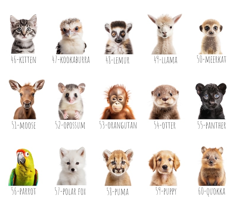 May include: A collection of 15 animal portraits on a white background. The animals include a kitten, kookaburra, lemur, llama, meerkat, moose, opossum, orangutan, otter, panther, parrot, polar fox, puma, puppy, and quokka. Each image has a number and animal name.