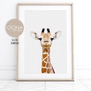 May include: A close-up portrait of a giraffe with a light brown and tan patterned coat. The giraffe has a friendly expression and is looking directly at the camera.