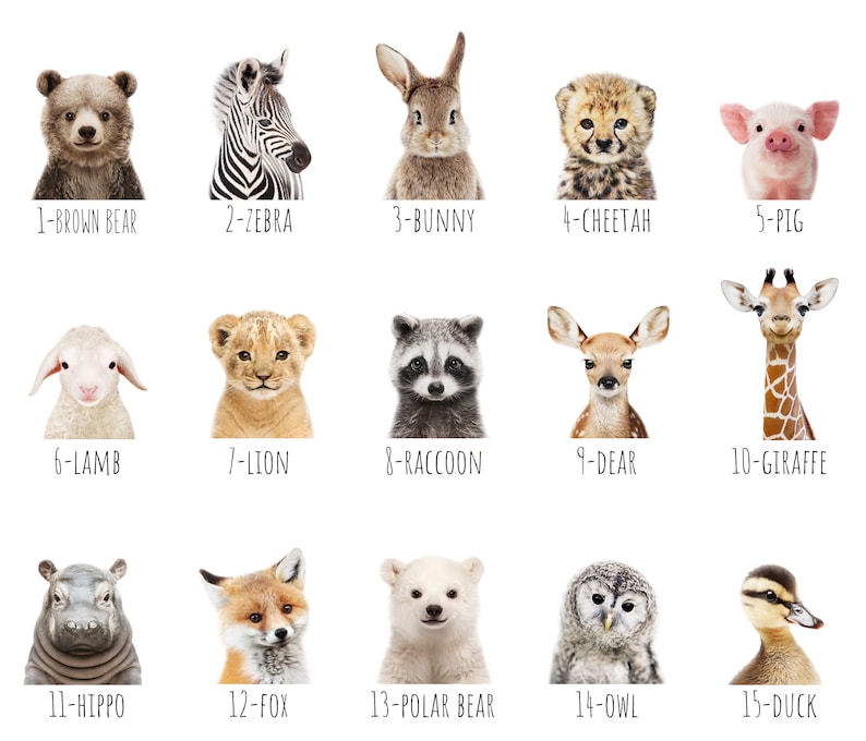 May include: A collection of 15 animal portraits, each labeled with a number and name. Animals include a brown bear, zebra, bunny, cheetah, pig, lamb, lion, raccoon, deer, giraffe, hippo, fox, polar bear, owl, and duck.