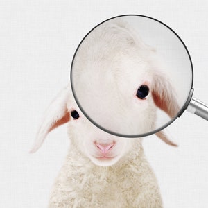 Puede incluir: Primer plano de la cara de un cordero blanco con una lupa sobre un ojo. El cordero tiene un pelaje suave y esponjoso y grandes ojos oscuros.