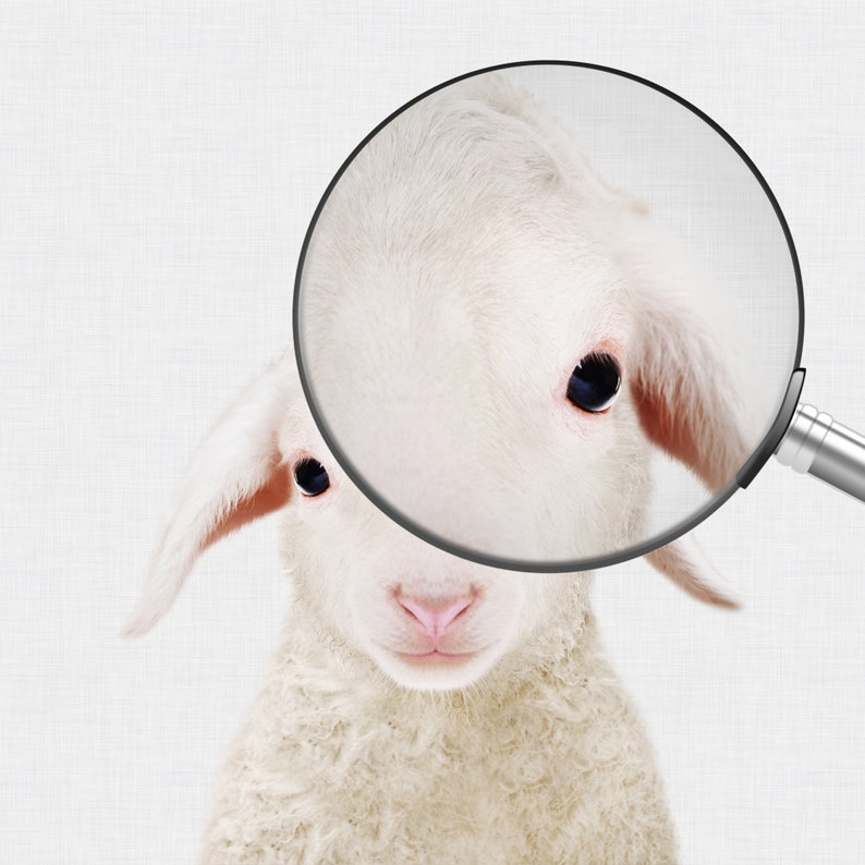 Puede incluir: Primer plano de la cara de un cordero blanco con una lupa sobre un ojo. El cordero tiene un pelaje suave y esponjoso y grandes ojos oscuros.