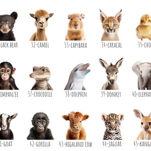 May include: A collection of animal portraits, including a black bear, camel, capybara, caracal, and chick. Other animals include a chimpanzee, crocodile, dolphin, donkey, and elephant. The image also features a goat, gorilla, highland cow, jaguar, and kangaroo.