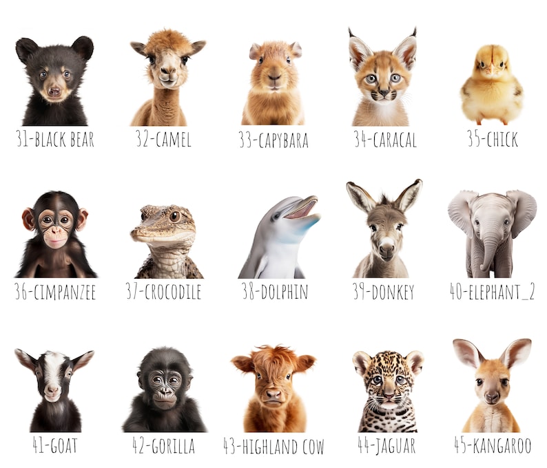 May include: A collection of animal portraits, including a black bear, camel, capybara, caracal, and chick. Other animals include a chimpanzee, crocodile, dolphin, donkey, and elephant. The image also features a goat, gorilla, highland cow, jaguar, and kangaroo.
