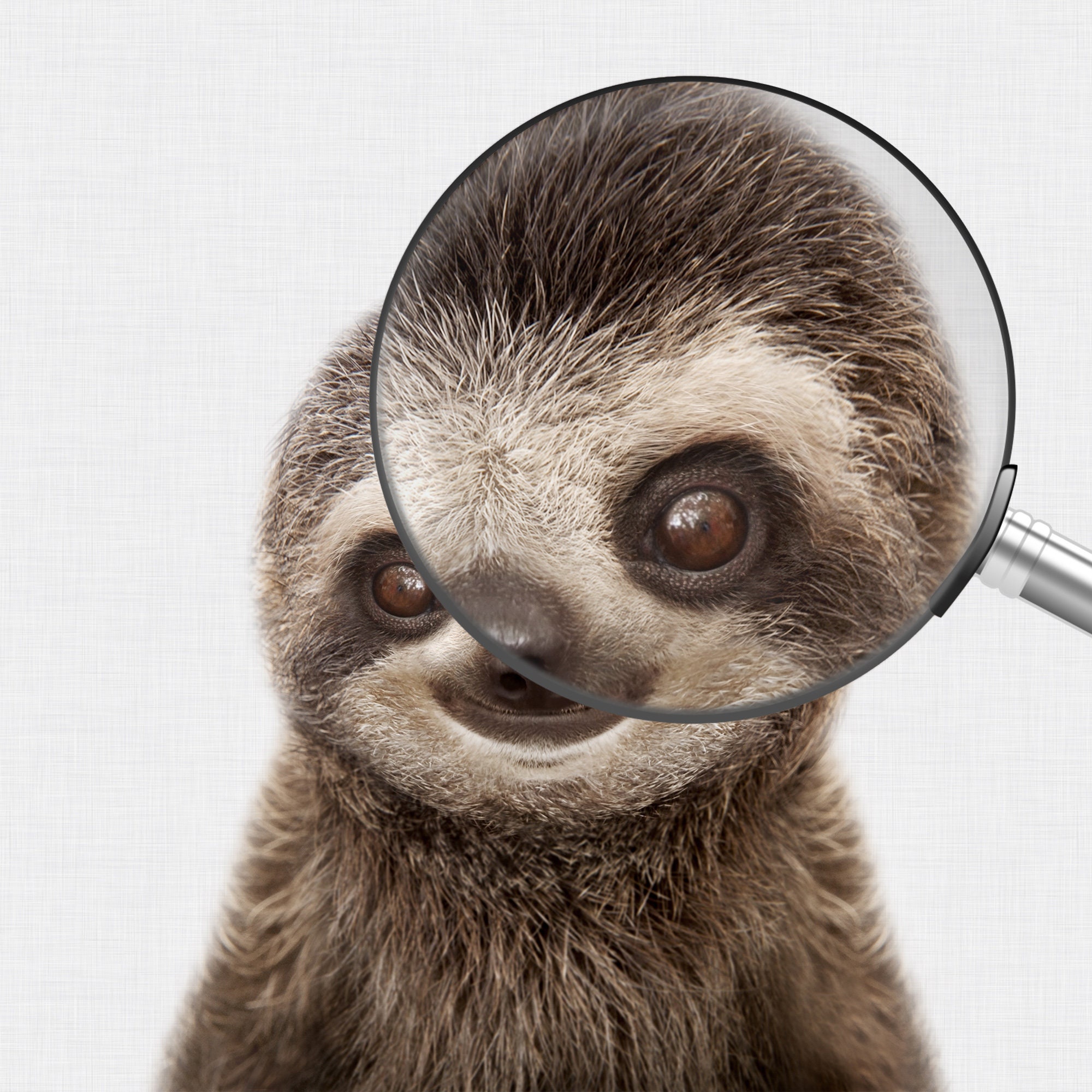 Sloth Print Baby Sloth PRINTABLE Animal Wall Art Jungle - Etsy