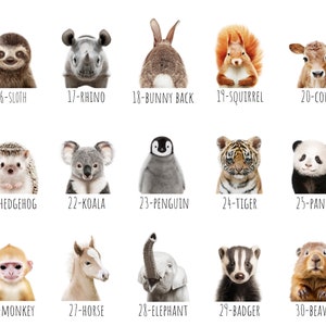 May include: A collection of animal portraits, including a sloth, rhino, bunny, squirrel, cow, hedgehog, koala, penguin, tiger, panda, monkey, horse, elephant, badger, and beaver. Each animal is numbered and set against a white background.
