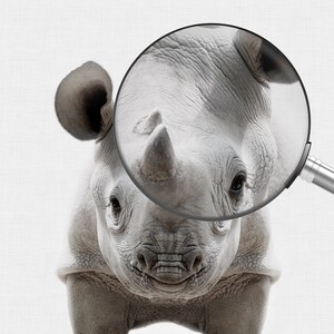 May include: A close-up of a black rhinoceros with a magnifying glass over its face, highlighting the texture of its skin.