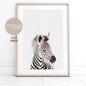 May include: A black and white zebra foal with a white background. The zebra is looking to the right of the image.