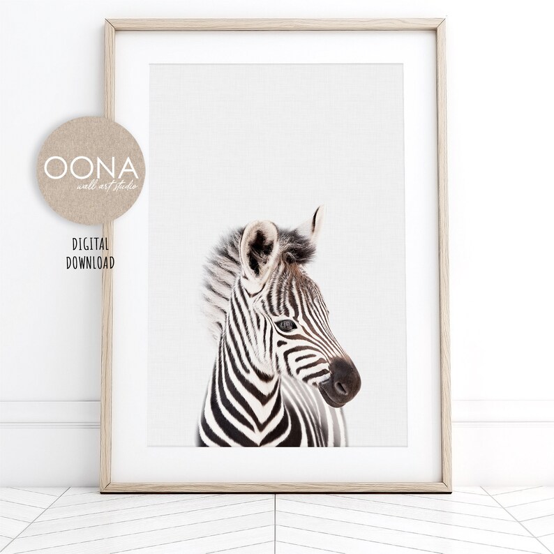 May include: A black and white zebra foal with a white background. The zebra is looking to the right of the image.