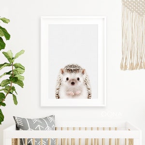 May include: A close-up of a hedgehog with brown and white fur, looking directly at the camera. The hedgehog is in a white frame against a white background.