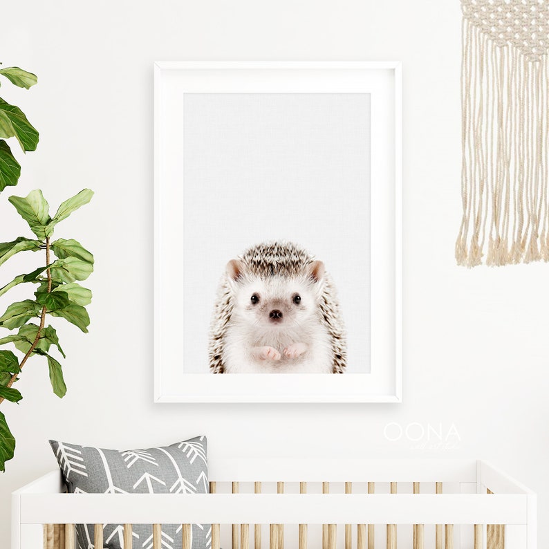 May include: A close-up of a hedgehog with brown and white fur, looking directly at the camera. The hedgehog is in a white frame against a white background.