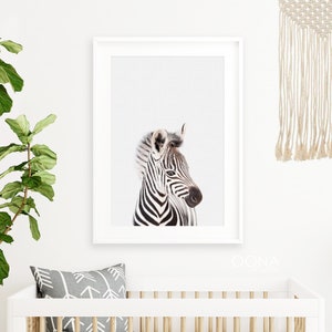 May include: A black and white zebra foal with a white background. The zebra is looking to the right of the image.