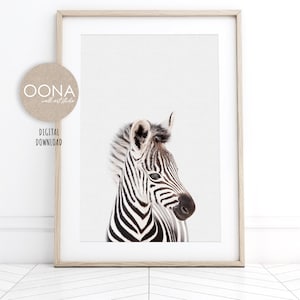May include: A black and white zebra foal with a white background. The zebra is looking to the right of the image.
