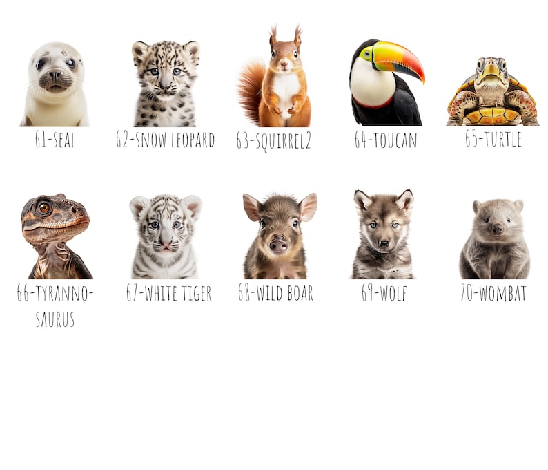 May include: A collection of ten animal portraits, each with a white background and a number and name below. Animals include a seal, snow leopard, squirrel, toucan, turtle, Tyrannosaurus, white tiger, wild boar, wolf, and wombat.