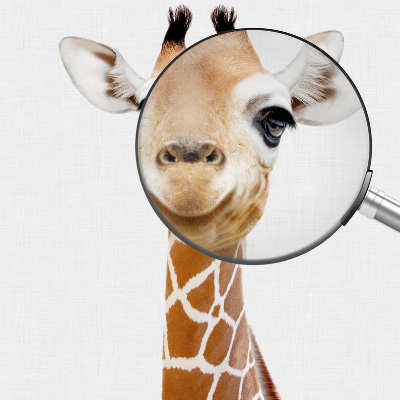 May include: A close-up of a giraffe's face, with a magnifying glass over its eye and nose. The giraffe has a light brown coat with white spots and a long neck. The background is a plain white.