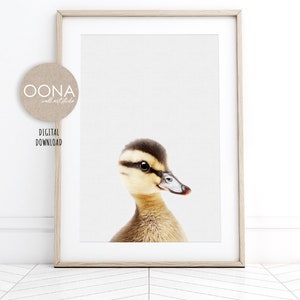 Puede incluir: Un retrato de cerca de un patito con plumas marrones y blancas. El patito tiene un pico amarillo y mira hacia la derecha. El fondo es gris claro.
