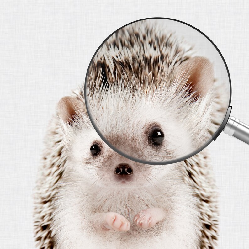 May include: A close-up of a small hedgehog with brown and white quills. The hedgehog is looking directly at the camera with its small, black eyes. A magnifying glass is positioned over the hedgehog's head, highlighting its quills.