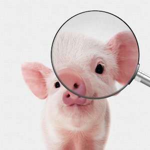 May include: A close-up of a pink piglet's face, with a magnifying glass highlighting its eye and snout. The piglet has a sweet expression and is looking directly at the camera.