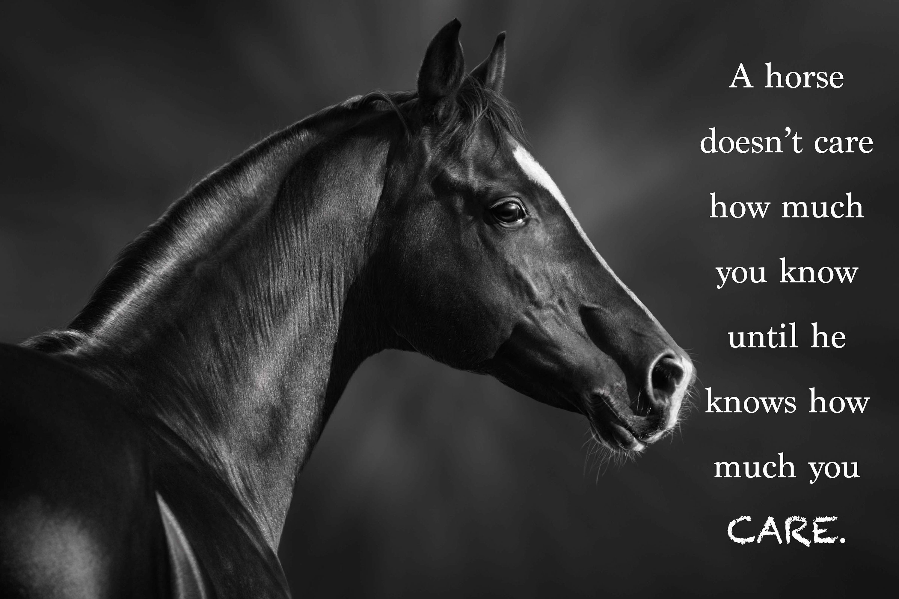 Most Popular Horse Theme Quote Posters Power Strength Etsy