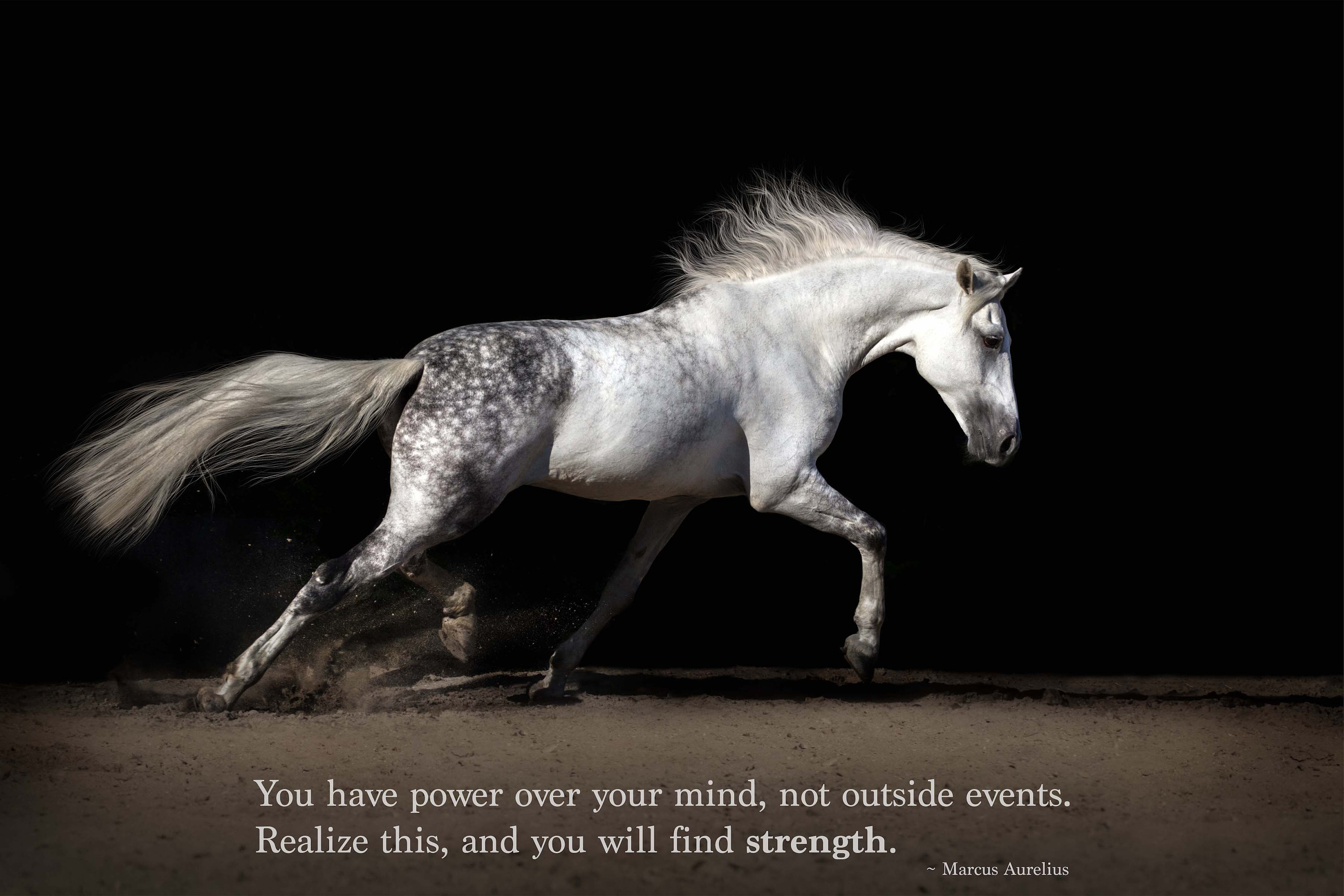 Most Popular Horse Theme Quote Posters - Power Strength Elegant Motivational Quotes Poster Printing - Wall Art Print for Home Office