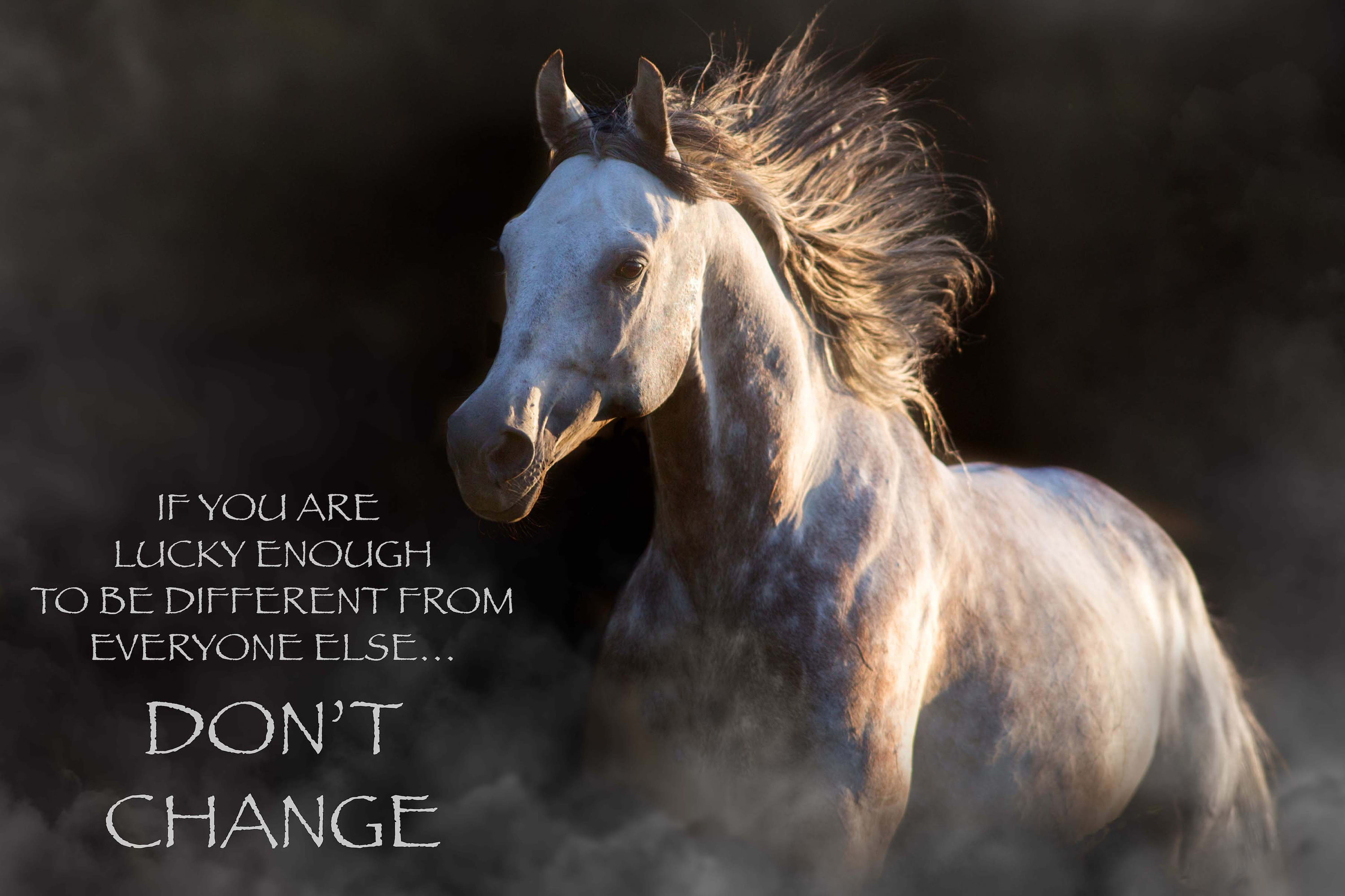 Most Popular Horse Theme Quote Posters Power Strength Elegant