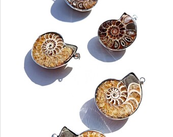 Genuine Ammonite – Stone of Protection & Transformation – Pendant
