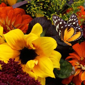 Könnte beinhalten: Nahaufnahme eines Straußes gelber, orangefarbener und burgunderfarbener Blumen mit einem schwarz-orangenen Schmetterling, der auf einer gelben Blume sitzt.