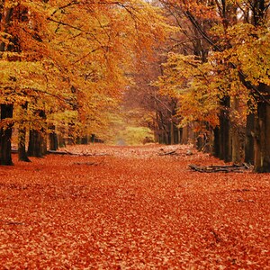 Könnte beinhalten: Ein Weg durch einen Wald im Herbst, mit Bäumen auf beiden Seiten des Weges. Die Blätter an den Bäumen sind eine Mischung aus Orange, Gelb und Rot. Der Boden ist mit heruntergefallenen Blättern bedeckt.