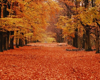 May include: A path through a forest in autumn, with trees on both sides of the path. The leaves on the trees are a mix of orange, yellow, and red. The ground is covered in fallen leaves.