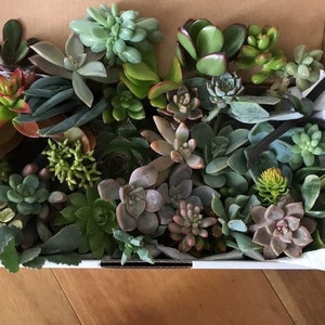 May include: A selection of succulents in a cardboard box, showcasing a range of greens, reds, and purples. The plants display diverse shapes and textures, including rosette and elongated leaf forms. The box is open, revealing the plants.