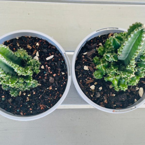 Cereus tetragonus cv. 'Fairy Castle' Cactus 105mm Pot